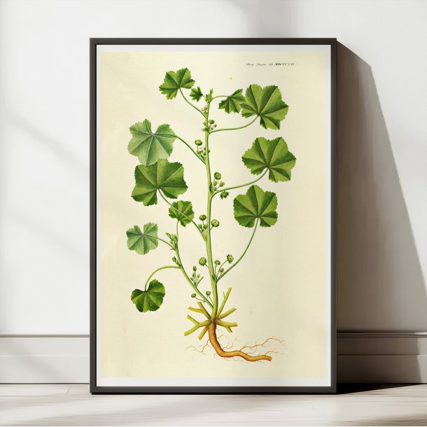 Liden Katost 1825 - Flora Danica