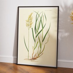 Grsart 1825 - Flora Danica