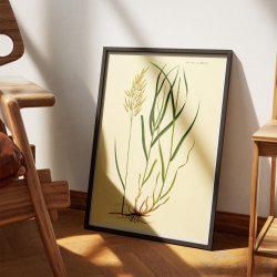 Grsart 1825 - Flora Danica