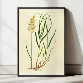 Grsart 1825 - Flora Danica