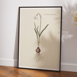 Vintergk 1819 - Flora Danica