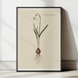 Vintergk 1819 - Flora Danica