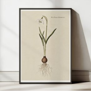 Vintergk 1819 - Flora Danica