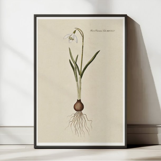 Vintergk 1819 - Flora Danica