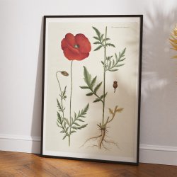 Kornvalmue 1818 - Flora Danica