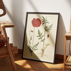 Kornvalmue 1818 - Flora Danica