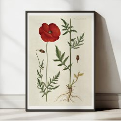 Kornvalmue 1818 - Flora Danica