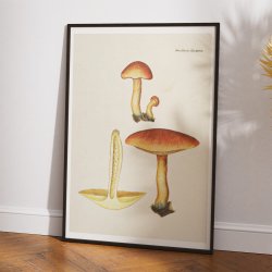 Purpur-vbnerhat 1818 - Flora Danica