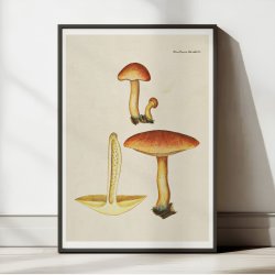 Purpur-vbnerhat 1818 - Flora Danica