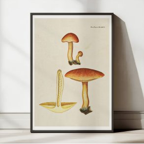 Purpur-vbnerhat 1818 - Flora Danica