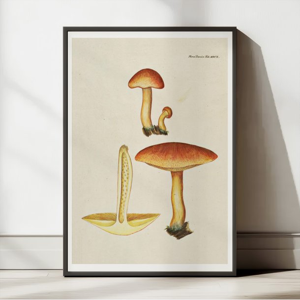 Purpur-vbnerhat 1818 - Flora Danica