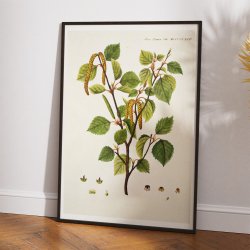 Dun-birk 1813 - Flora Danica