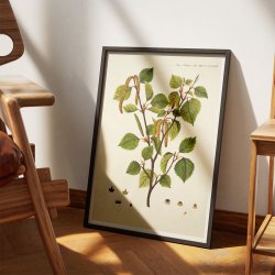 Dun-birk 1813 - Flora Danica