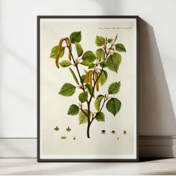 Dun-birk 1813 - Flora Danica