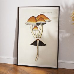 Agaricus digitalis Batsch 1808 - Flora Danica