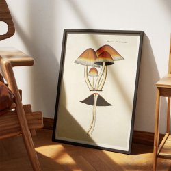 Agaricus digitalis Batsch 1808 - Flora Danica