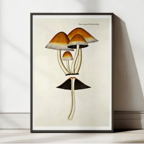 Agaricus digitalis Batsch 1808 - Flora Danica