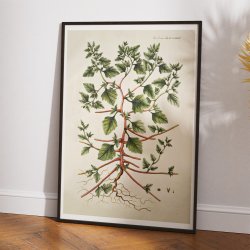 Slvbladet Mlde 1806 - Flora Danica