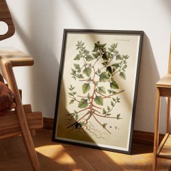 Slvbladet Mlde 1806 - Flora Danica