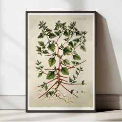 Slvbladet Mlde 1806 - Flora Danica