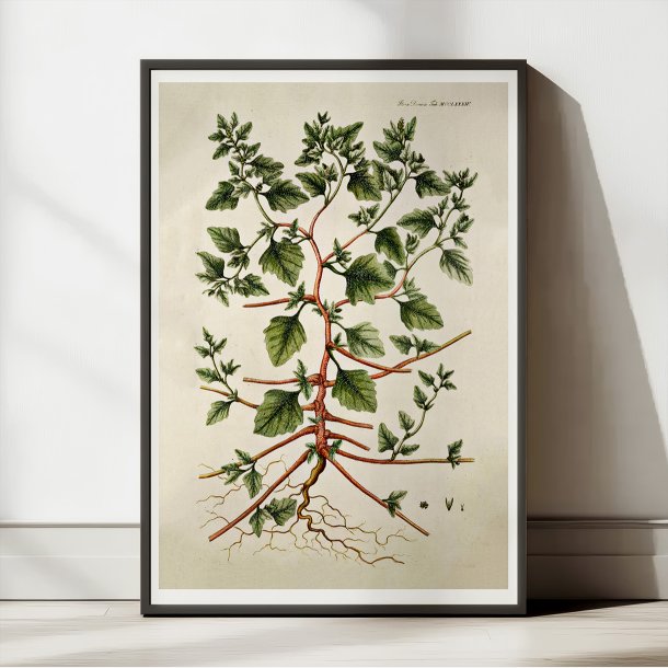 Slvbladet Mlde 1806 - Flora Danica