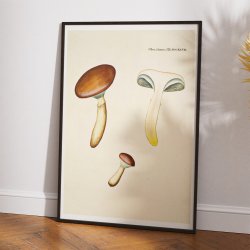 Agaricus glutinosus Vahl. 1799 - Flora Danica