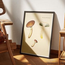 Agaricus glutinosus Vahl. 1799 - Flora Danica