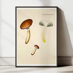 Agaricus glutinosus Vahl. 1799 - Flora Danica