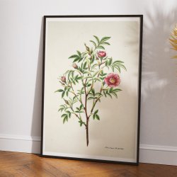 Kanelrose 1799 - Flora Danica