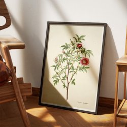 Kanelrose 1799 - Flora Danica