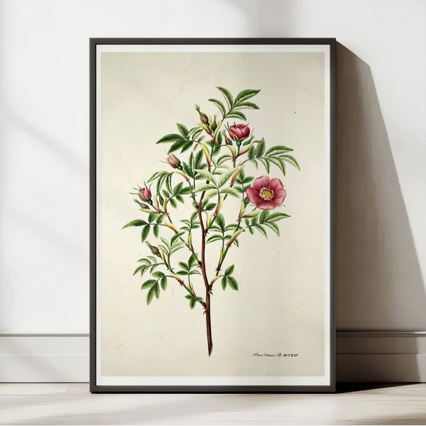 Kanelrose 1799 - Flora Danica