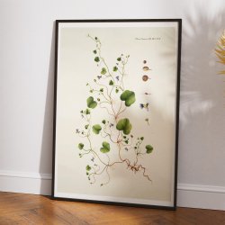 Torskemund 1799 - Flora Danica