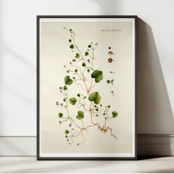 Torskemund 1799 - Flora Danica