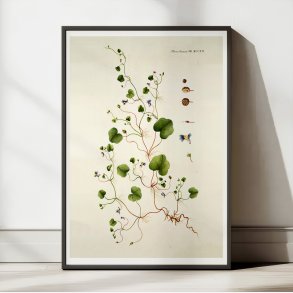 Torskemund 1799 - Flora Danica