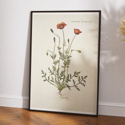 Klle-valmue 1782 - Flora Danica