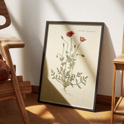 Klle-valmue 1782 - Flora Danica