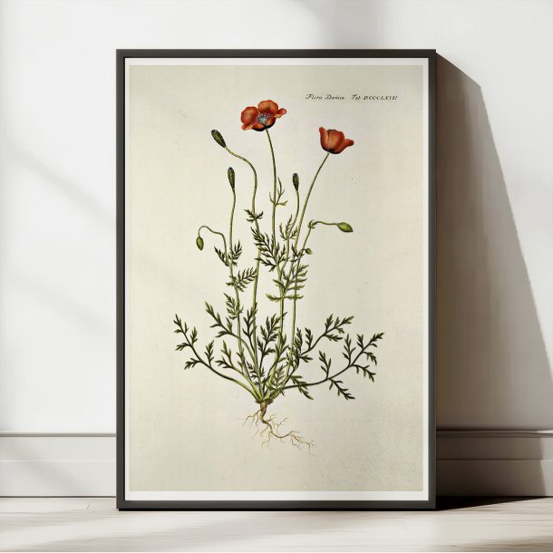 Klle-valmue 1782 - Flora Danica