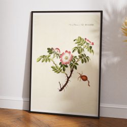 ble-Rose 1782 - Flora Danica