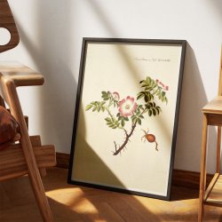 ble-Rose 1782 - Flora Danica