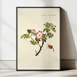 ble-Rose 1782 - Flora Danica