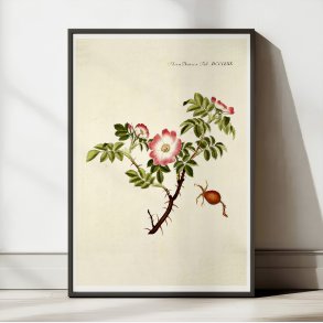 ble-Rose 1782 - Flora Danica