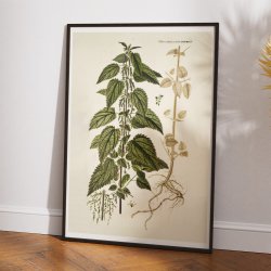 Stor Nlde 1778 - Flora Danica