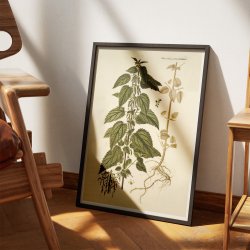 Stor Nlde 1778 - Flora Danica