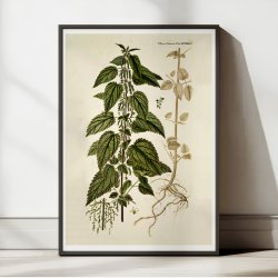 Stor Nlde 1778 - Flora Danica