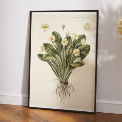 Storblomstret Kodriver 1765 - Flora Danica