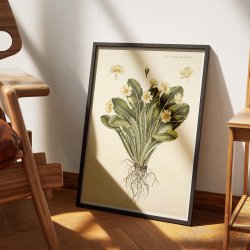 Storblomstret Kodriver 1765 - Flora Danica