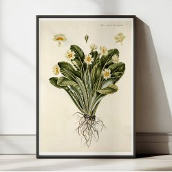 Storblomstret Kodriver 1765 - Flora Danica