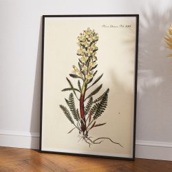 Troldurt 1761 - Flora Danica