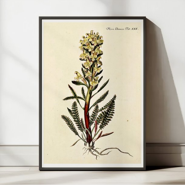 Troldurt 1761 - Flora Danica