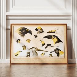 Fuglenb 1961 - Zoologi